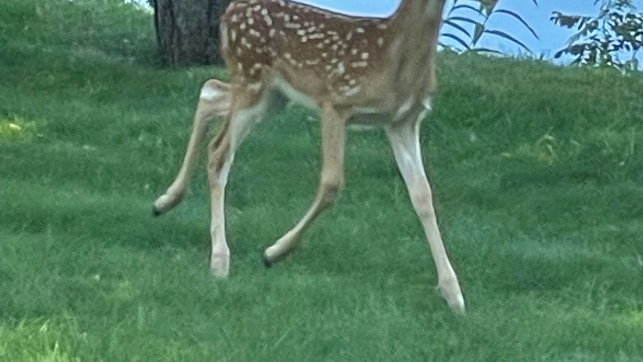 Photo of Others in Birchdale