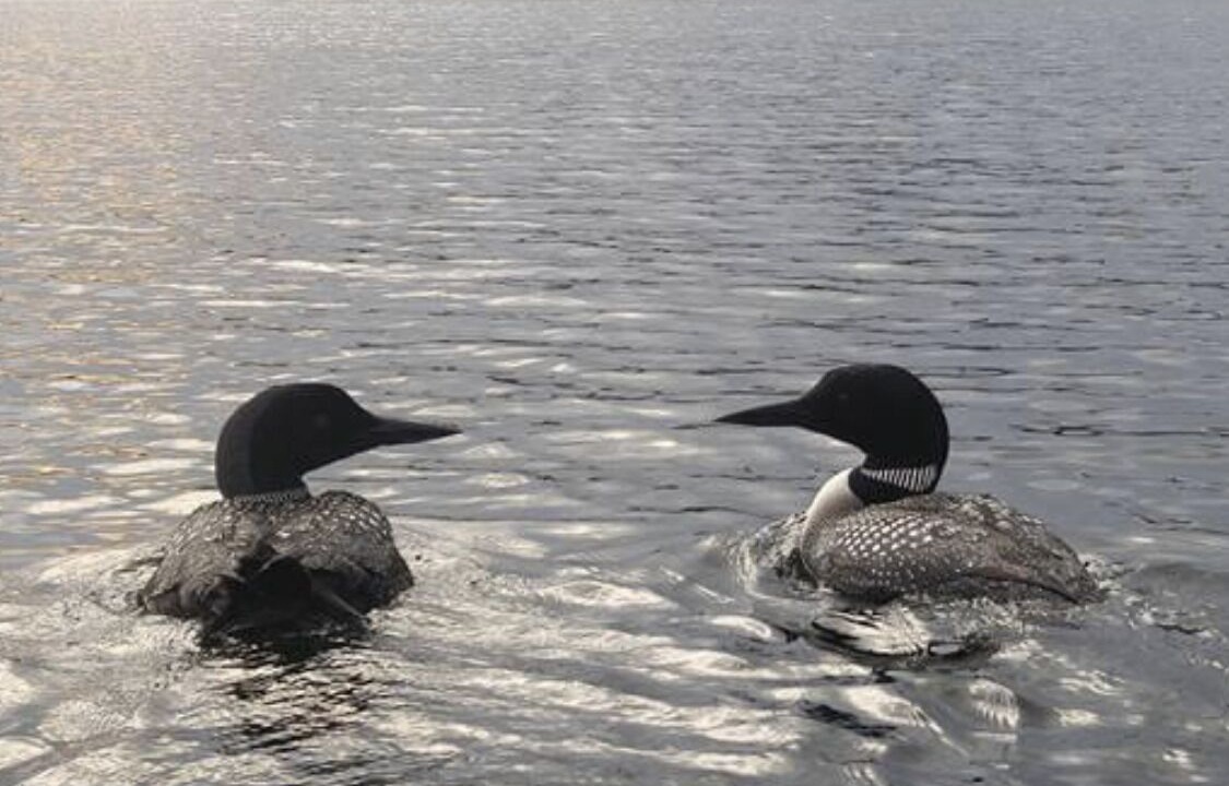 Photo of Outdoor in Sharbot Lake
