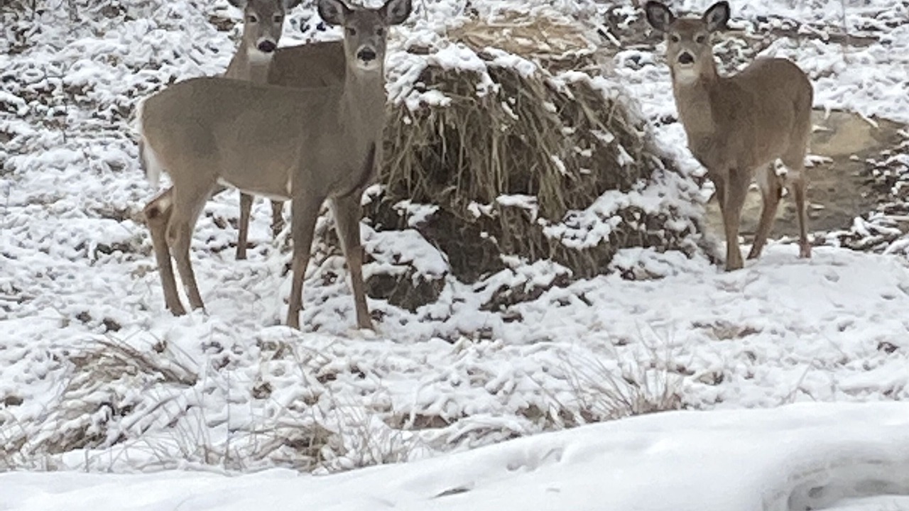 Photo of Others in Bracebridge
