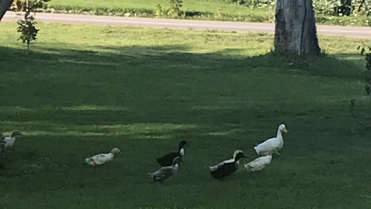 Photo of Others in Bonnechere Valley