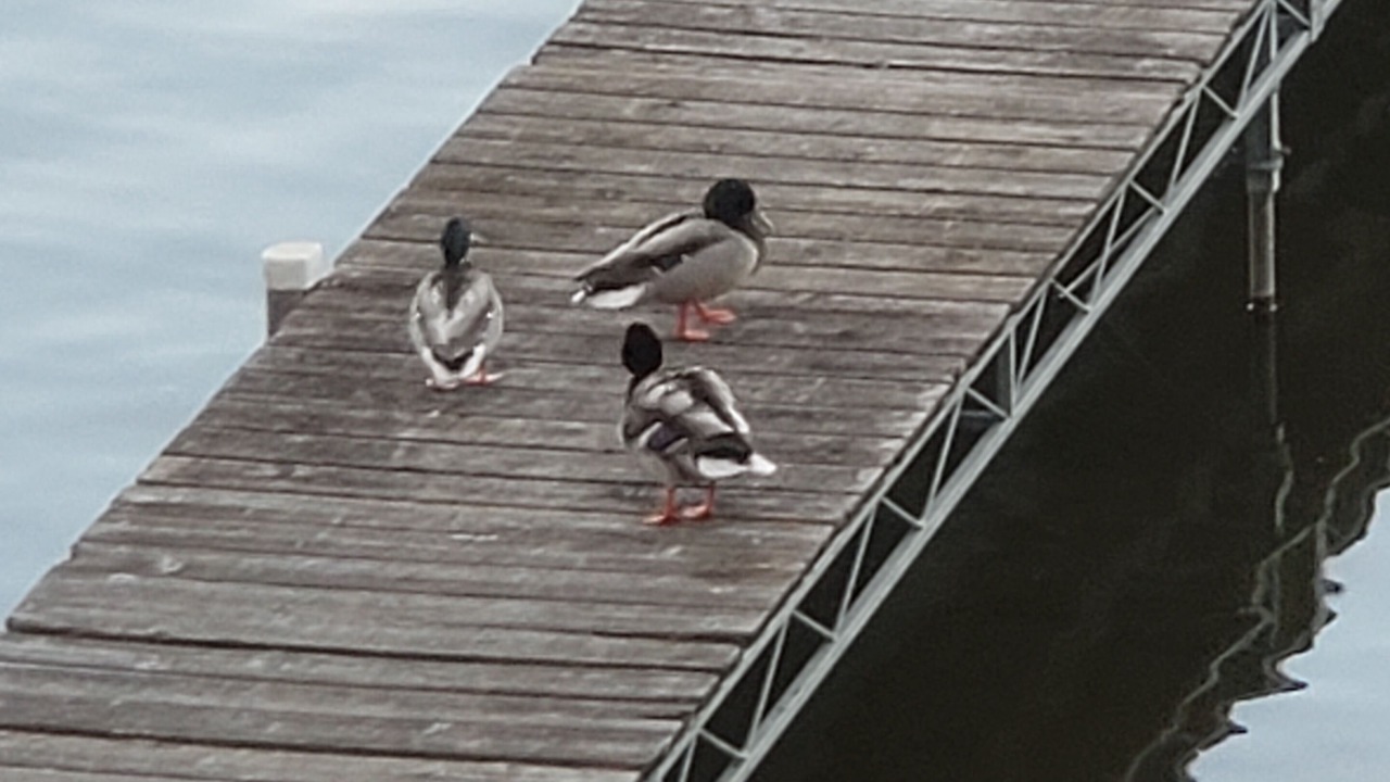 Photo of Outdoor in Clear Lake