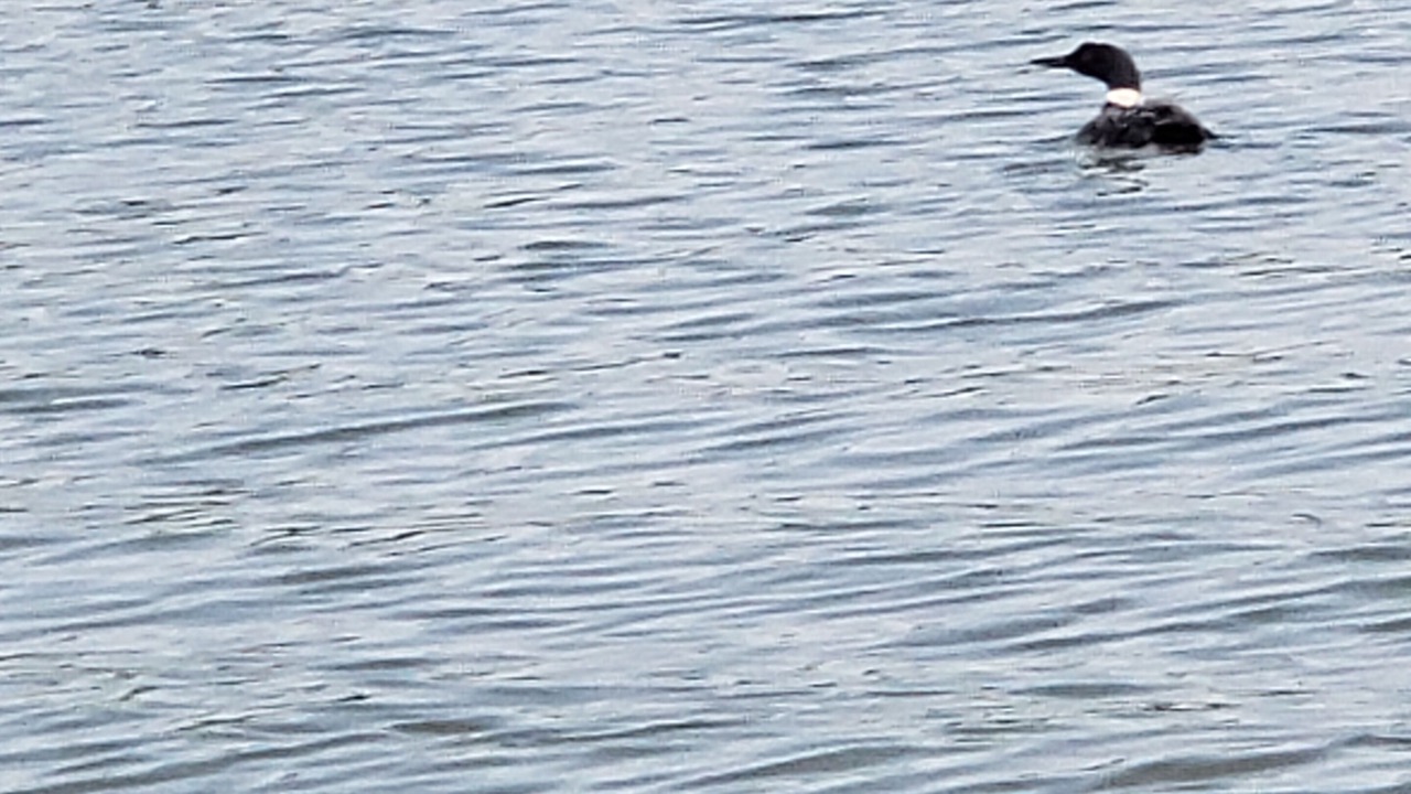 Photo of Others in Clear Lake