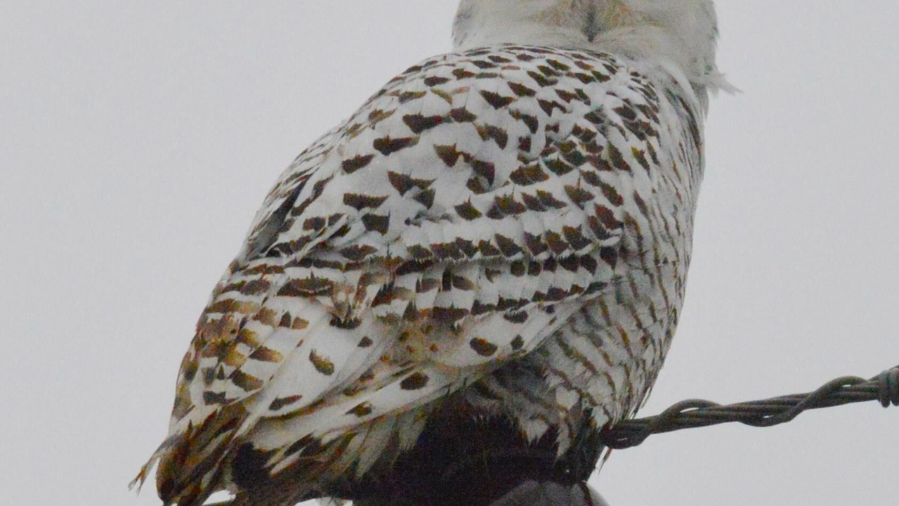 Photo of Others in Manitoulin District