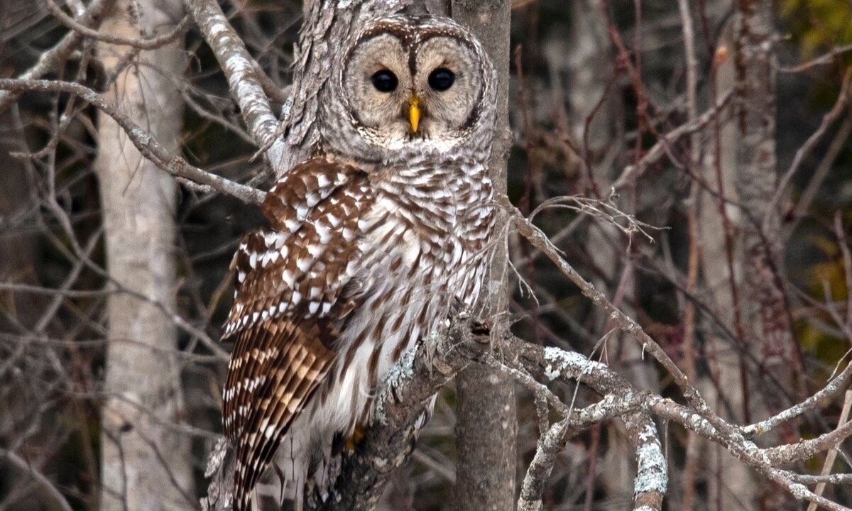 Photo of Others in Manitoulin District