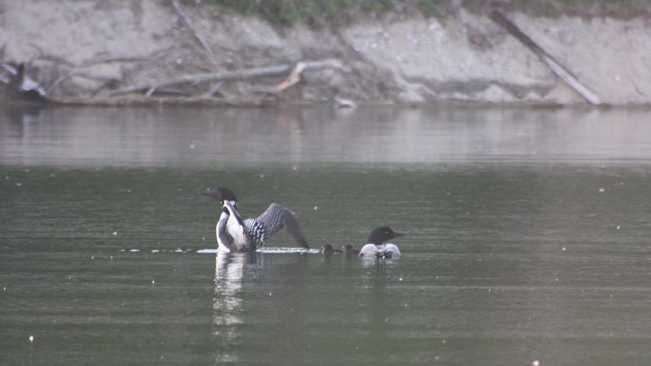 Photo of Others in Ponsford