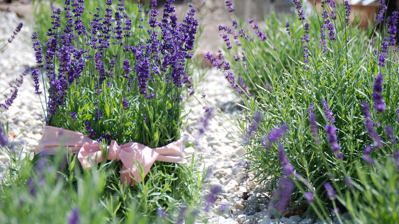 Photo of Outdoor in Adjala-Tosorontio