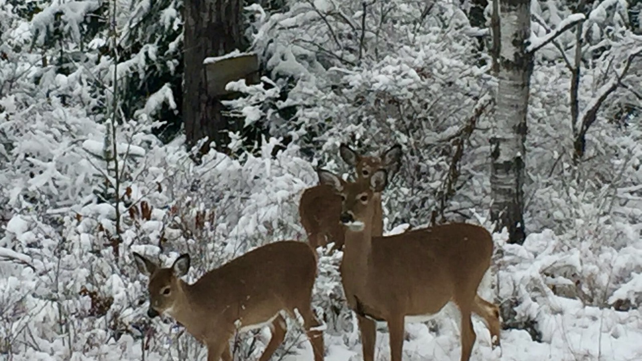Photo of Outdoor in Lake of Bays