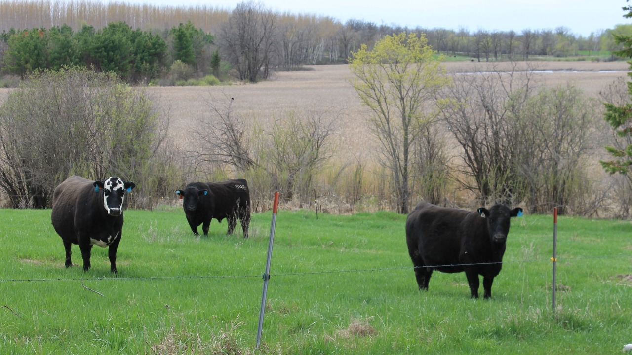 Photo of Outdoor in Fosston