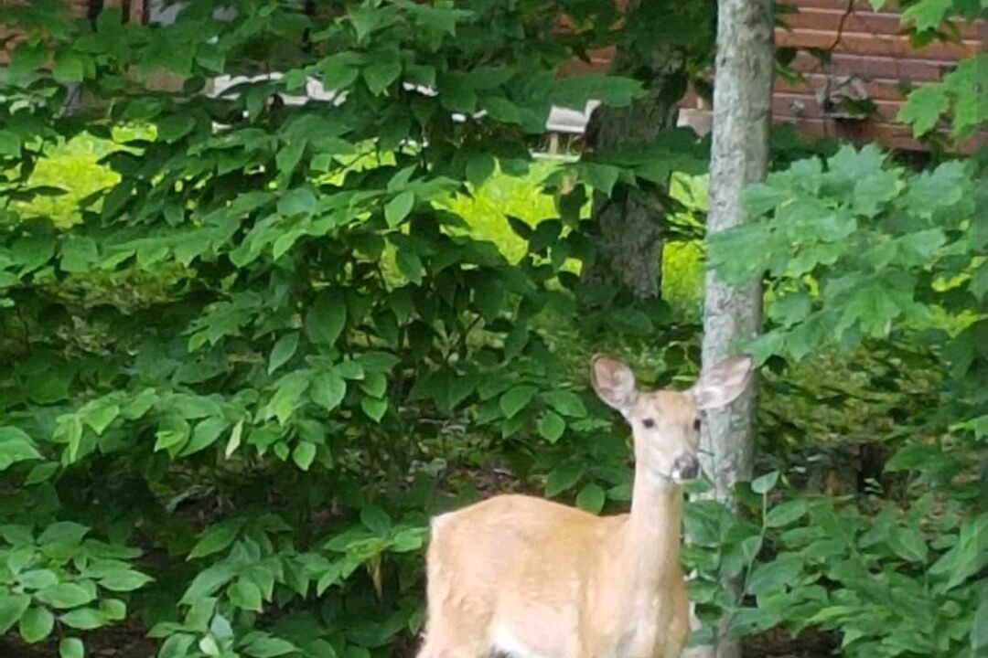 Photo of Outdoor in Gravenhurst