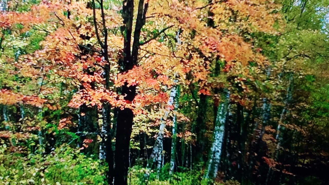 Photo of Others in Remer