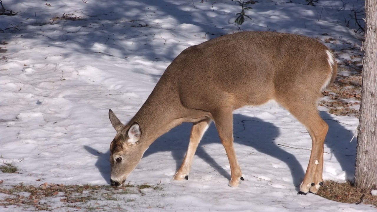 Photo of Outdoor in Manitoulin District
