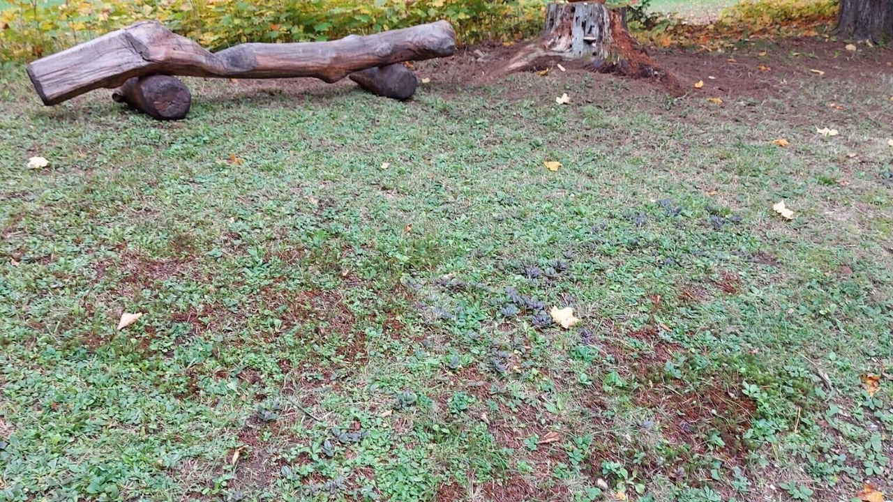 Photo of Outdoor in Minden Hills