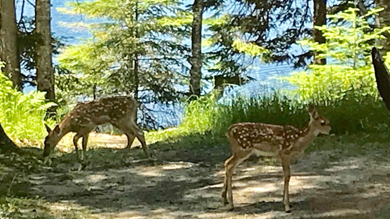 Photo of Outdoor in Marcell