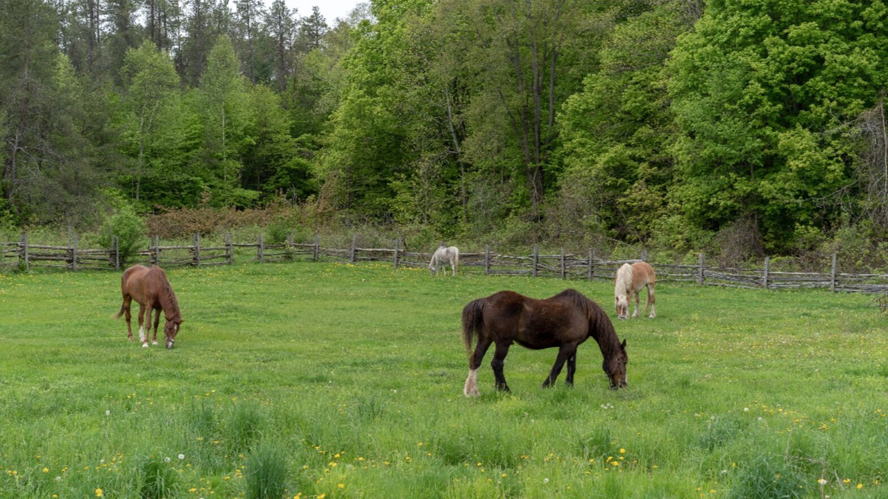 Photo of Outdoor in Adjala-Tosorontio