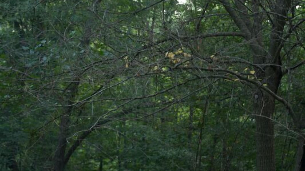 Photo of Others in Caledonia