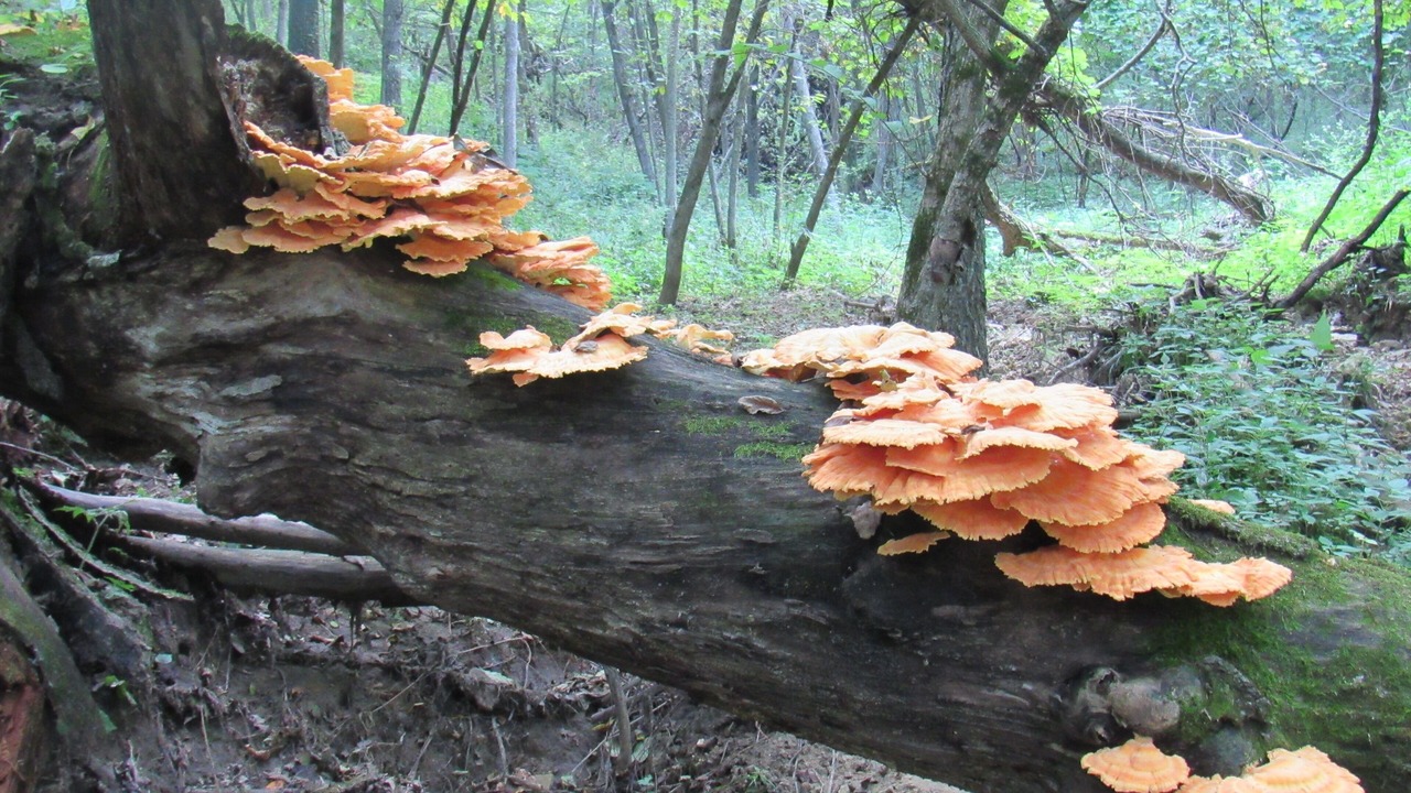 Photo of Others in Caledonia