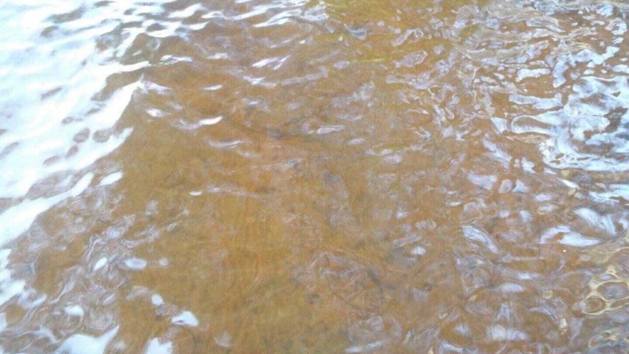 Photo of Others in Magnetawan