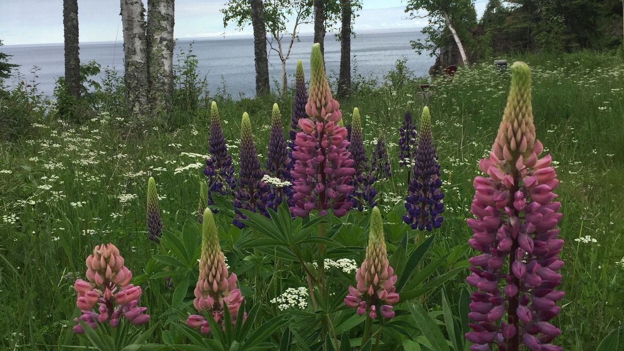 Photo of Others in Silver Bay