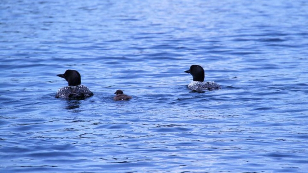 Photo of Outdoor in Frontenac