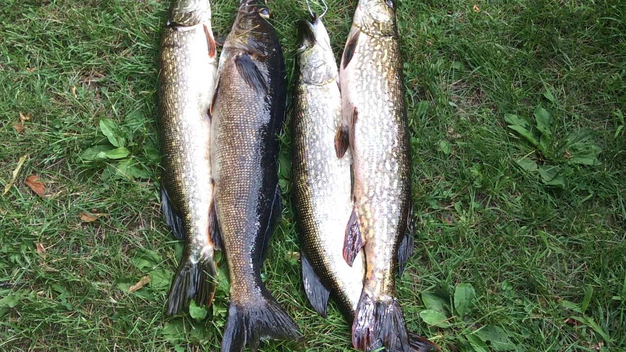 Photo of Others in Frontenac