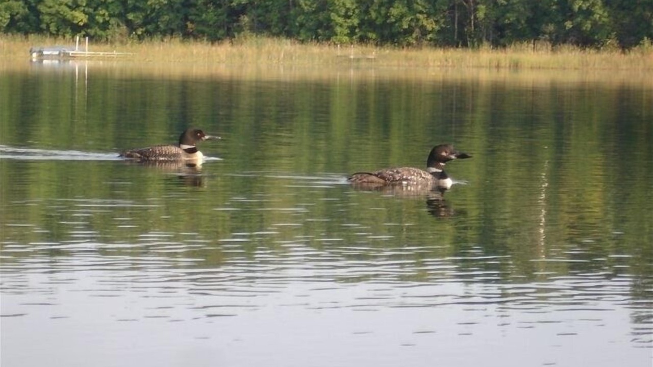 Photo of Others in Ossipee