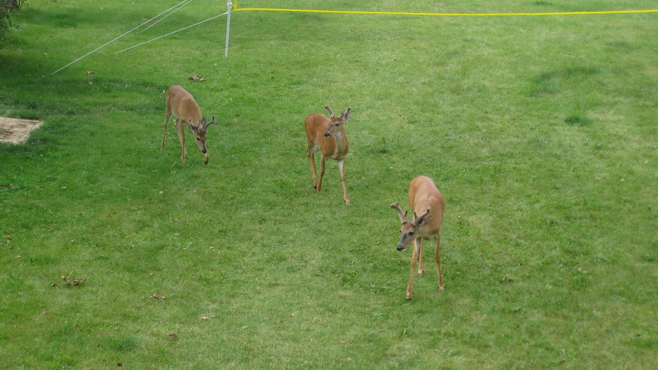 Photo of Others in Keewatin