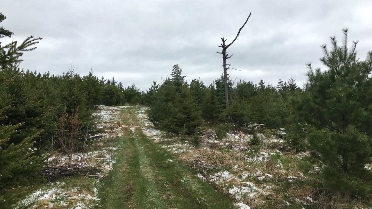 Photo of Outdoor in Orr