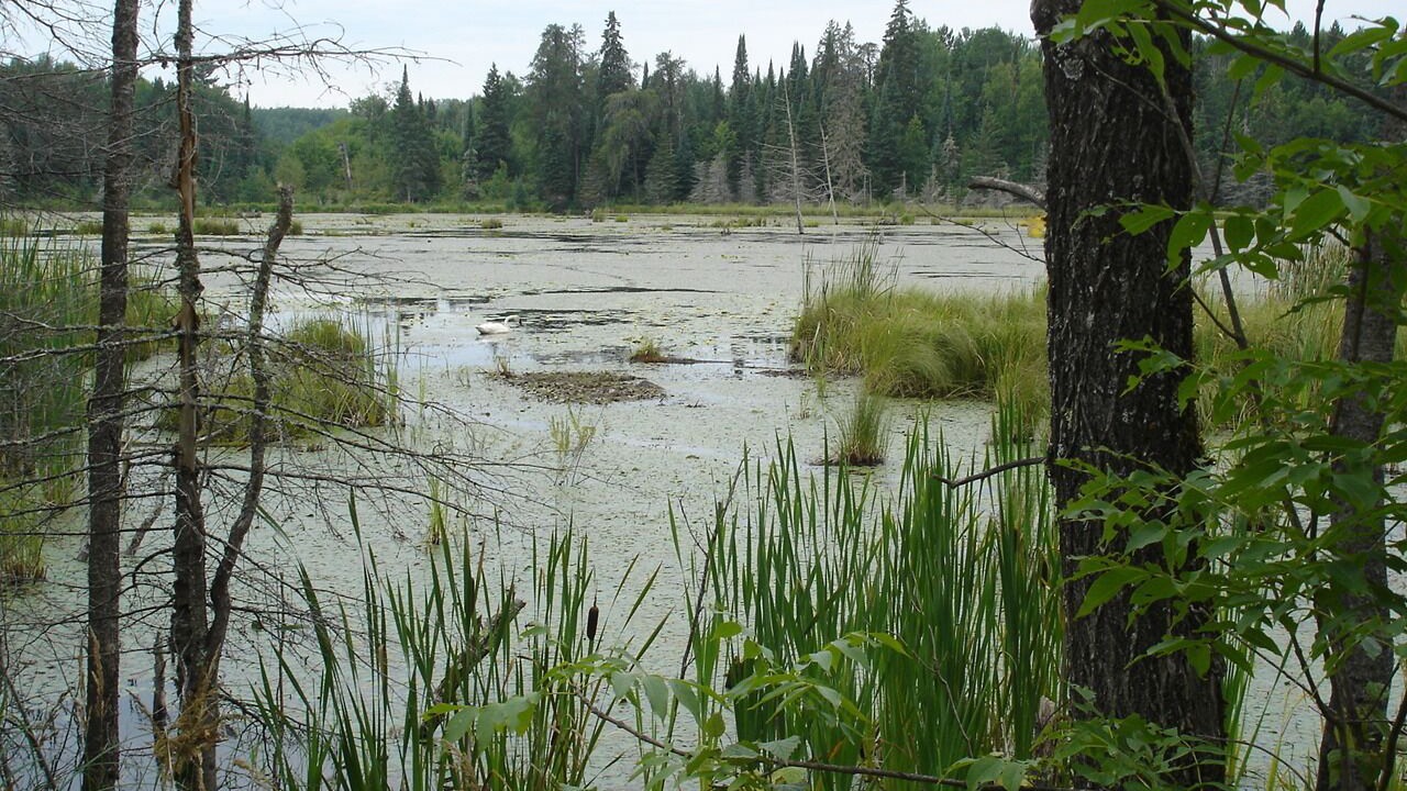 Photo of Outdoor in Crane Lake