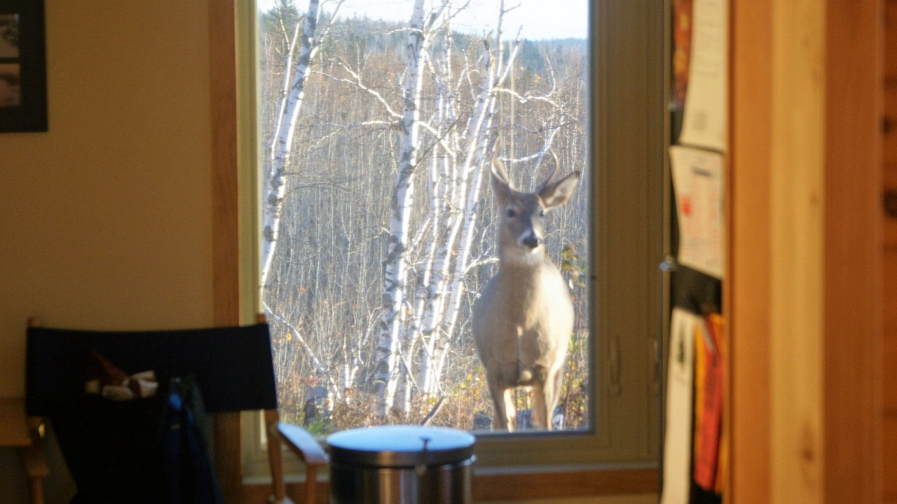Photo of Others in Silver Bay
