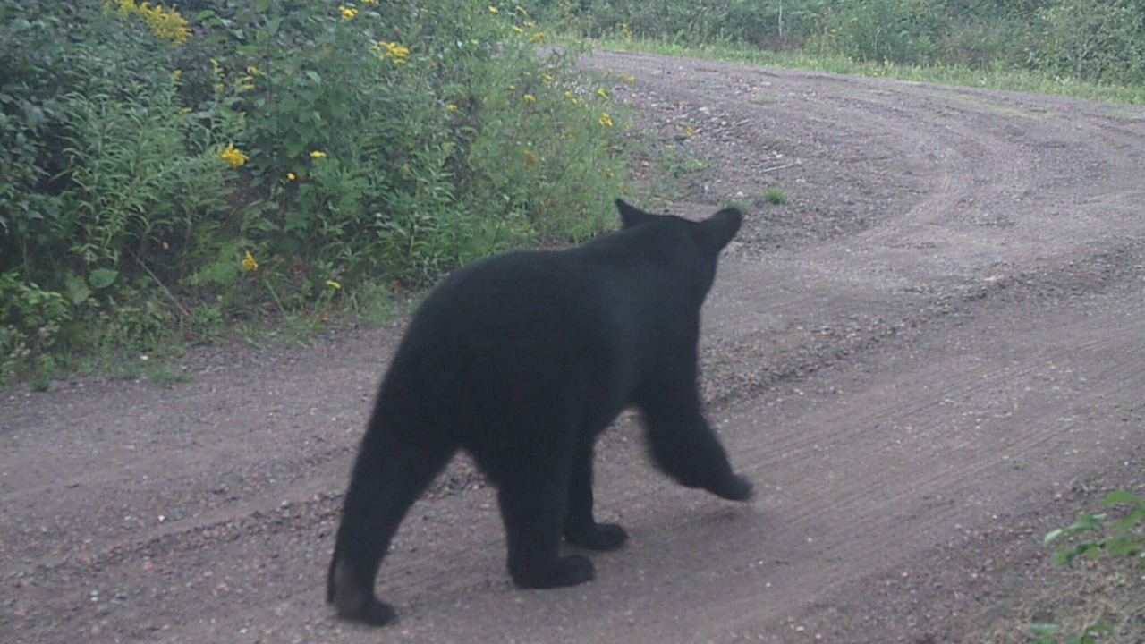 Photo of Others in Silver Bay