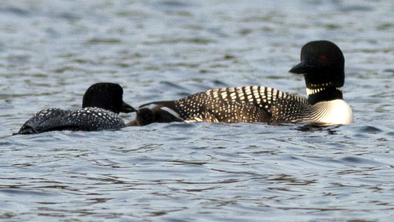 Photo of Others in Crane Lake