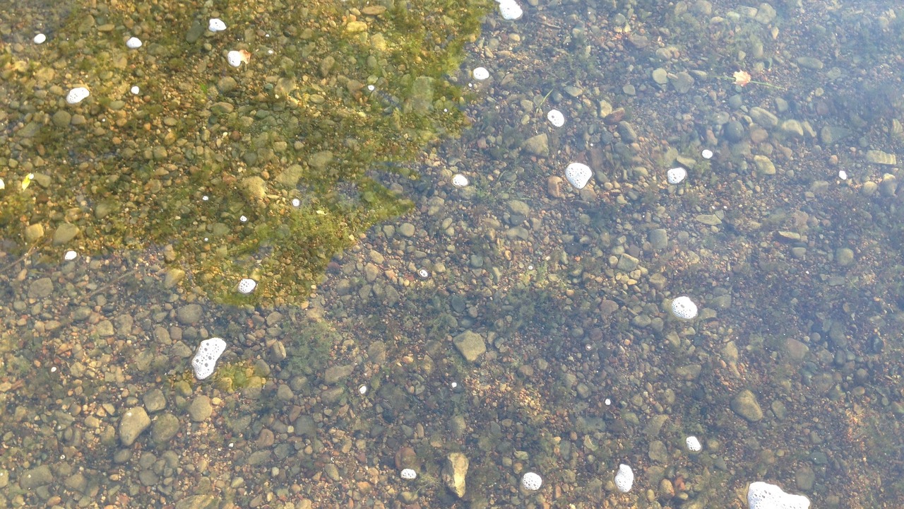 Photo of Others in South Haven