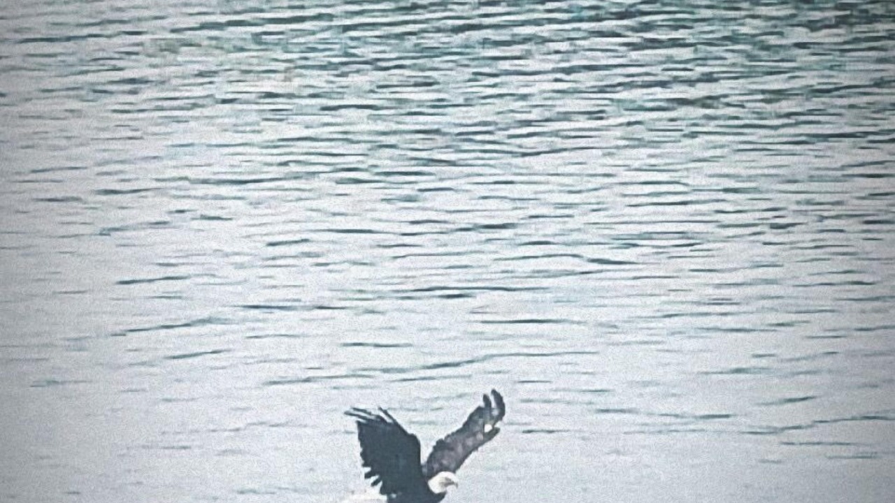 Photo of Others in South Haven