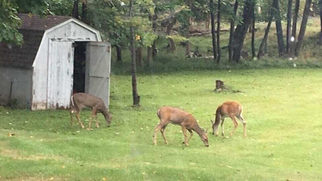 Photo of Others in Remer