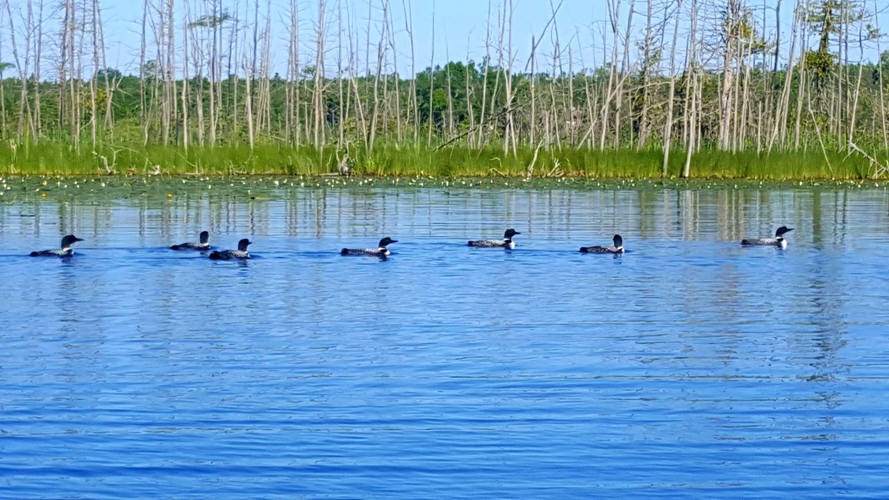 Photo of Outdoor in Marcell