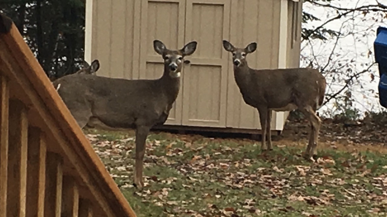 Photo of Others in Lake of Bays