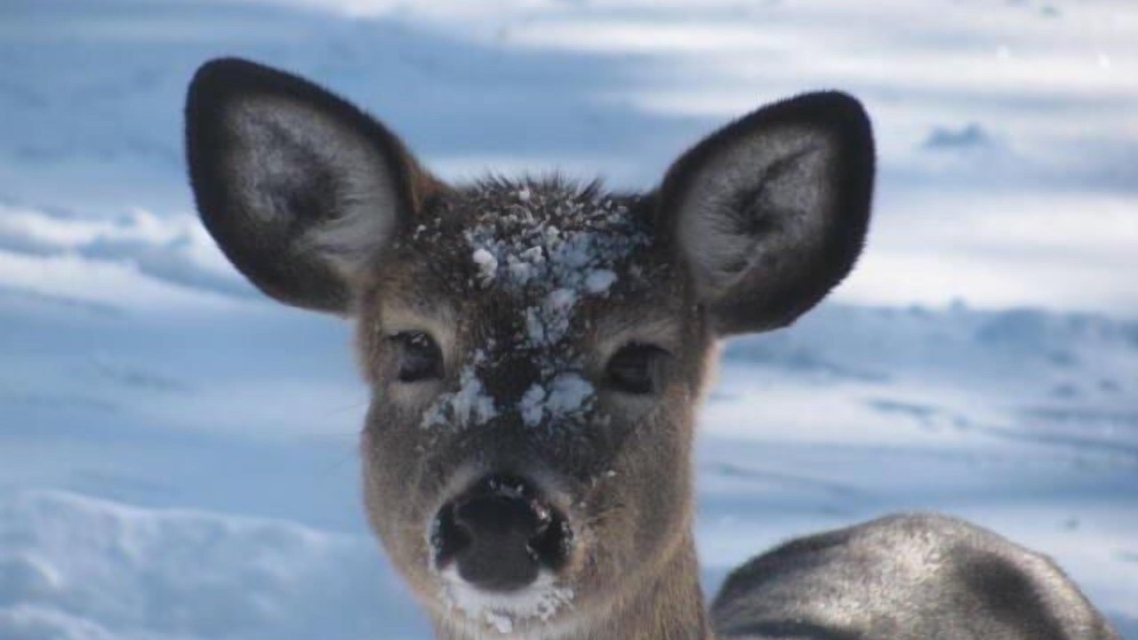 Photo of Others in Lake of Bays