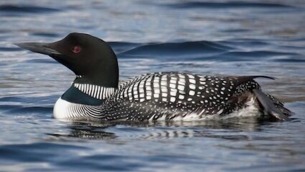 Photo of Others in Lake of Bays