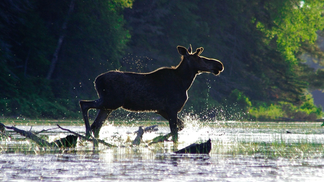 Photo of Others in Lake of Bays