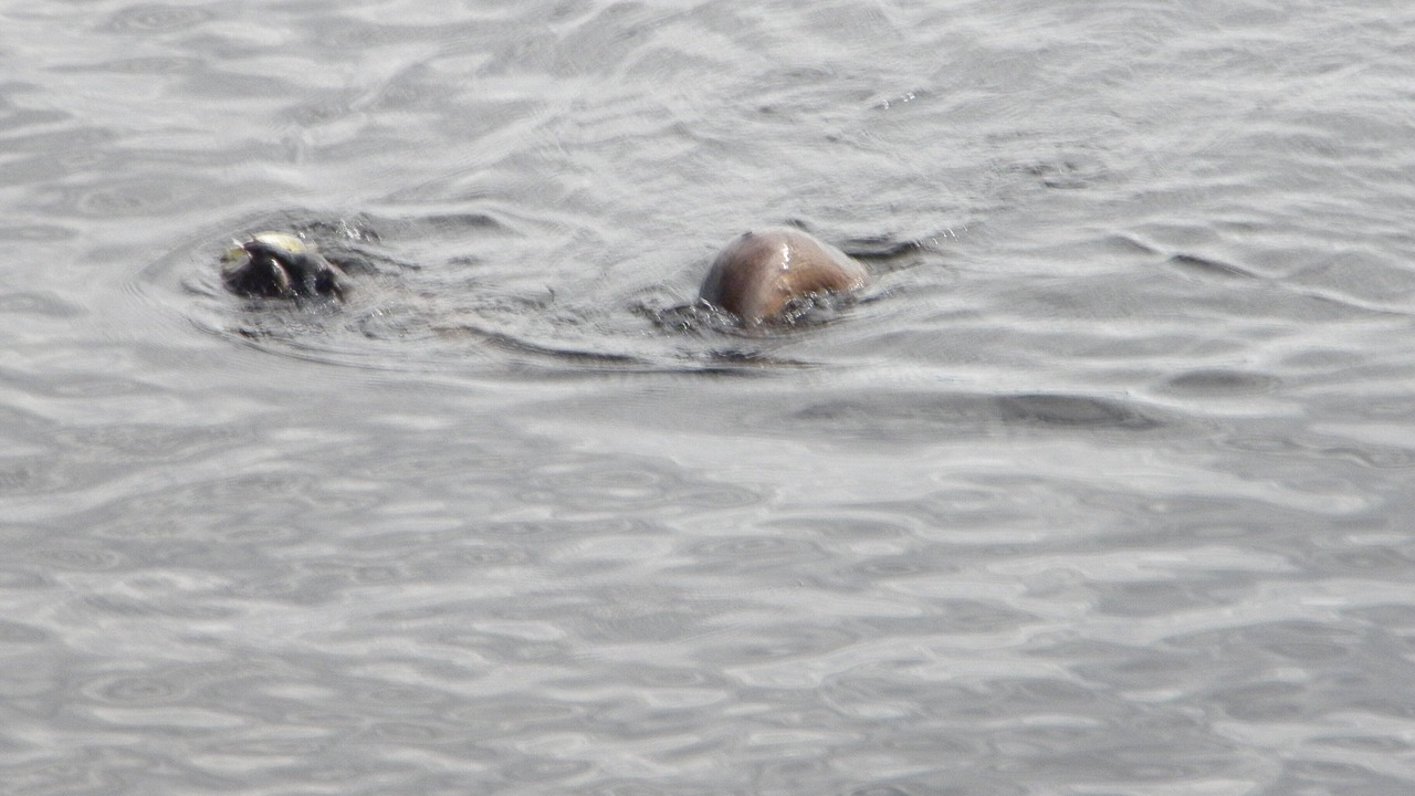 Photo of Others in Crane Lake