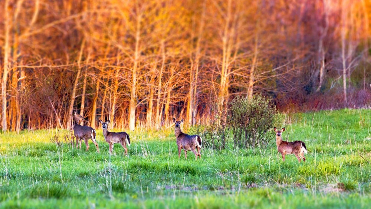 Photo of Others in Northern Bruce Peninsula