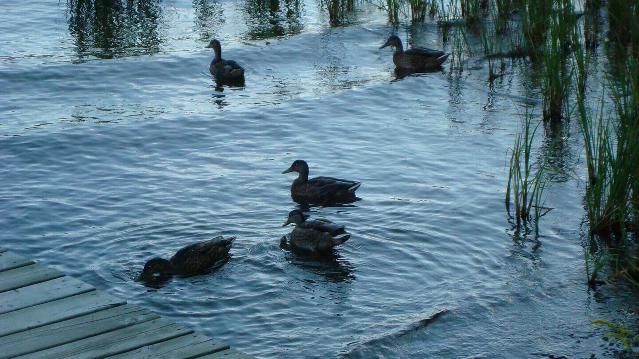 Photo of Others in Lake of Bays