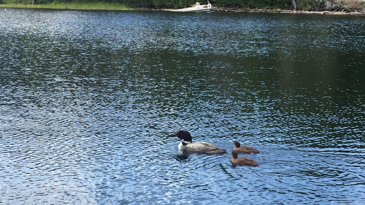 Photo of Outdoor in North Kawartha