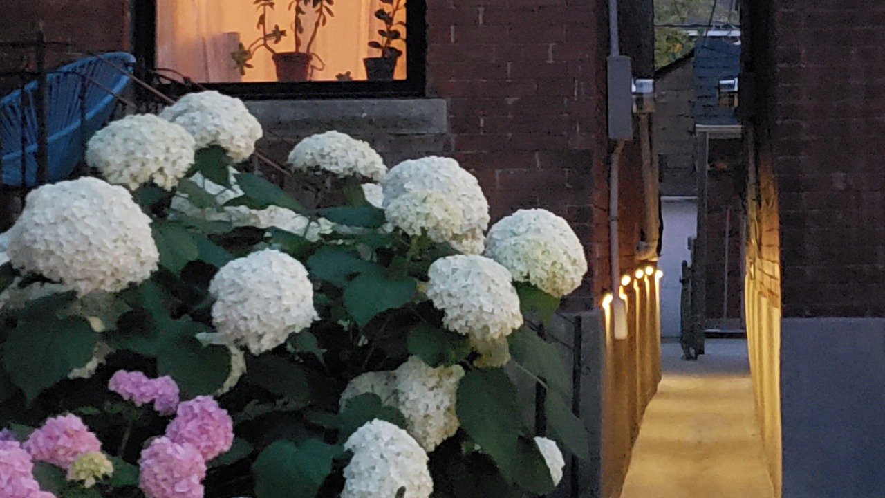 Photo of Outdoor in Dovercourt Park