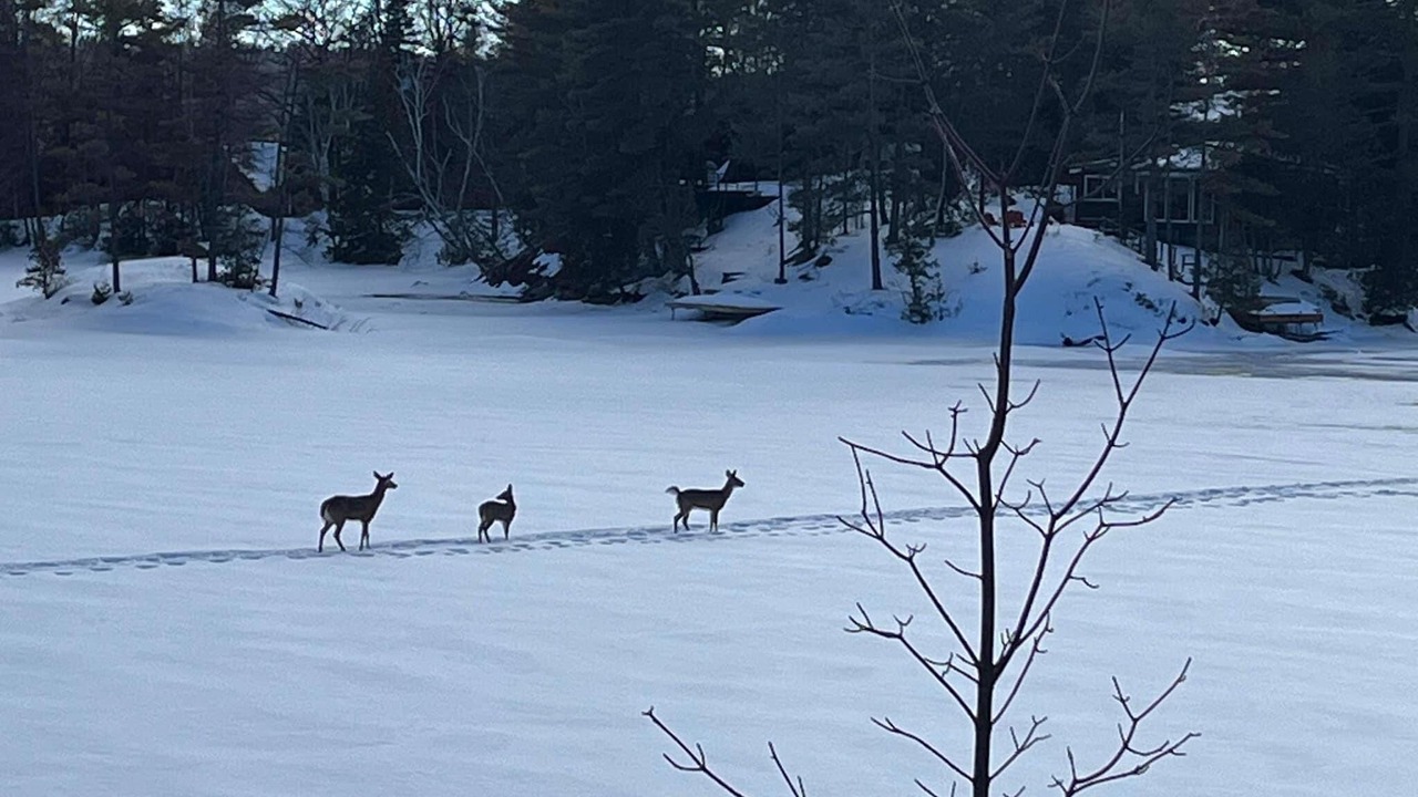 Photo of Others in Trent Lakes