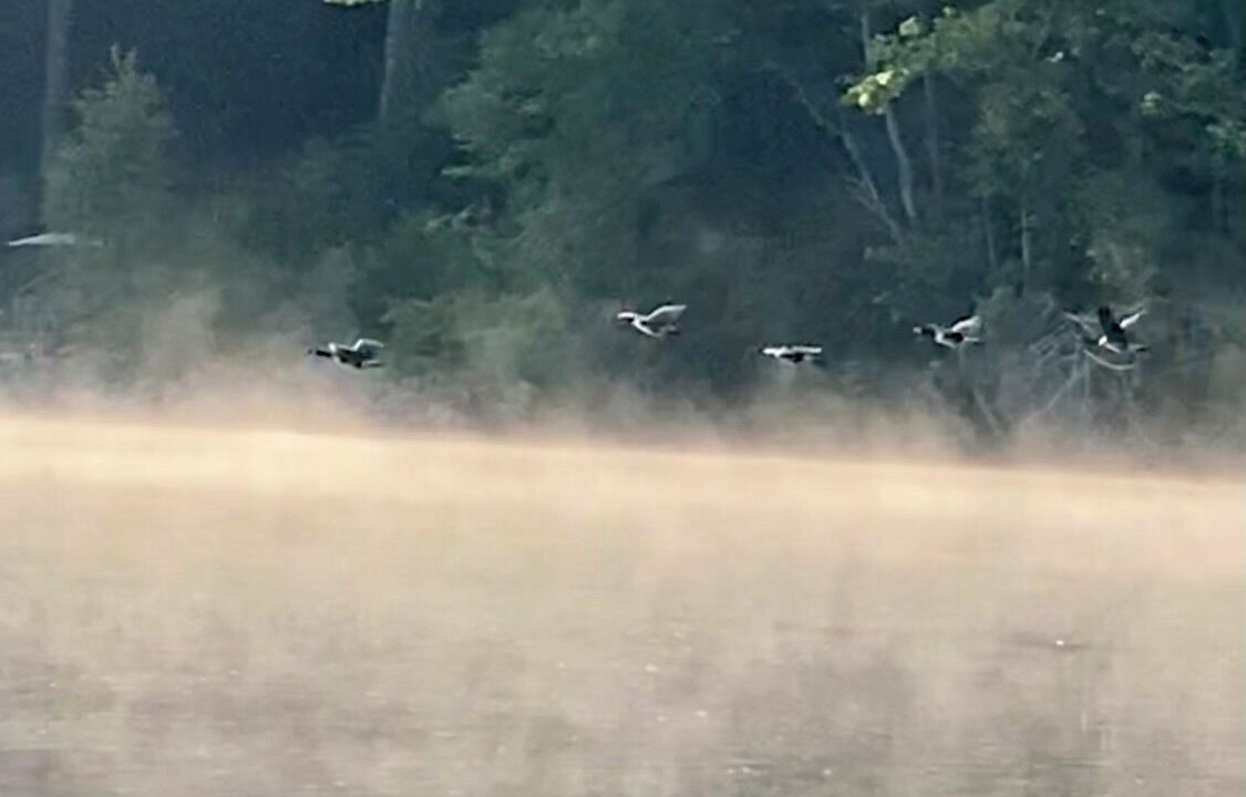 Photo of Others in Minden