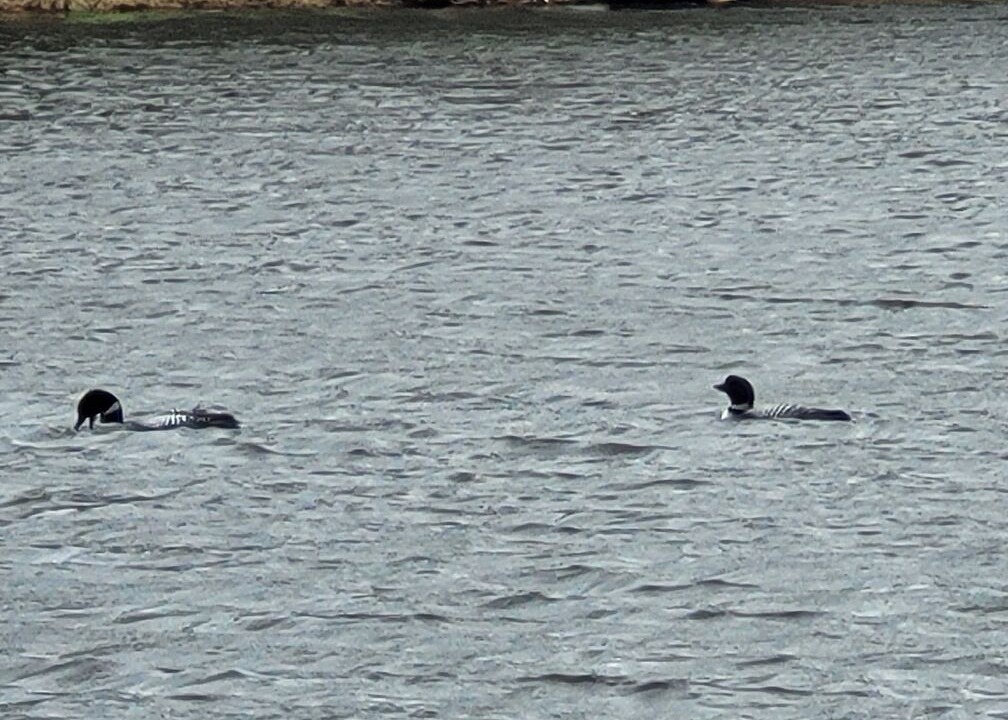 Photo of Others in Madawaska Valley