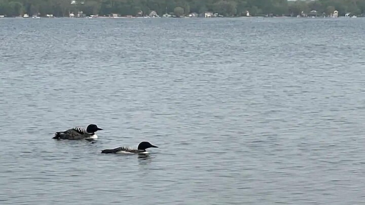 Photo of Others in Detroit Lakes