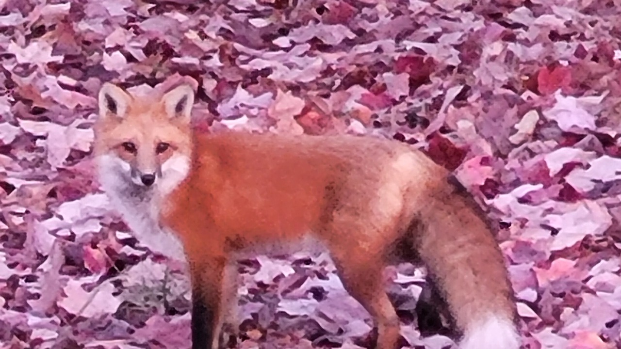 Photo of Others in Whitney