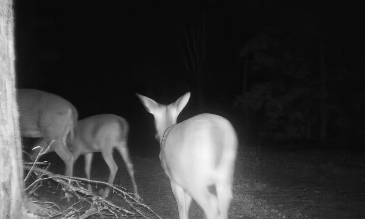 Photo of Others in Trent Lakes